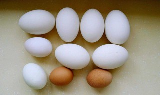 鹅蛋怎么吃营养价值高 鹅蛋怎么吃好