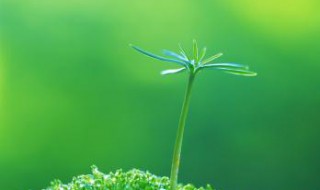 植物是怎样传播种子的 可以通过风传播吗