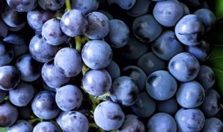 葡萄不放冰箱怎么保存 保存葡萄的方法