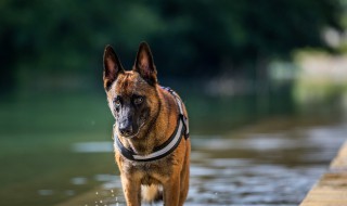 马犬的四大特点 忠诚好养体力强