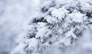 大雪压青松青松挺且直全诗 作者是谁