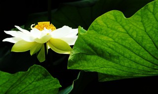 有关莲花的经典佛语 有关莲花的经典佛语有哪些