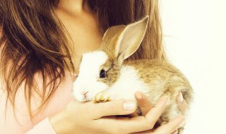 关于兔子的作文 与兔子相关的作文