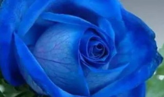 蓝玫瑰什么意思 蓝玫瑰的寓意介绍