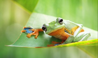 关于青蛙是益虫的资料 青蛙介绍