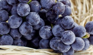 夏黑葡萄和巨峰葡萄哪个好吃 夏黑葡萄和巨峰葡萄哪个比较好吃