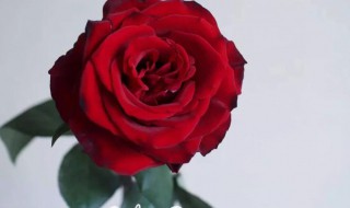 传奇玫瑰的花语和寓意 传奇玫瑰花语简介