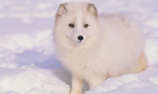 关于北极狐的资料 北极狐的资料介绍