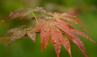 关于秋雨的句子和段落 关于秋雨的句子和段落有哪些