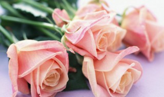 关于玫瑰花的诗句 与玫瑰花相关的诗句
