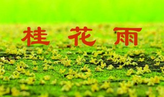 关于桂花雨的资料 桂花雨简介