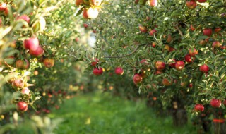 关于苹果树的资料 苹果树资料介绍