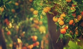 怎样储存柑橘 储存柑橘的方法