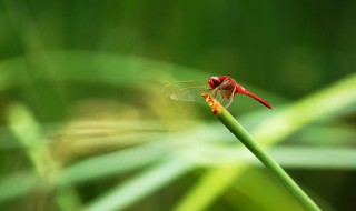 介绍蜻蜓的有关资料 蜻蜓的生活习性是怎样的