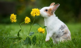 兔子是什么意思 兔子的含义