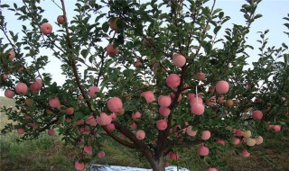 怎么介绍苹果树 苹果树介绍