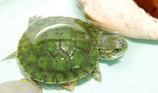 铁丝乌龟笼怎么做铁 便宜养龟法