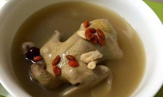 鸽子汤的副作用是什么 哪些人不适合喝鸽子汤