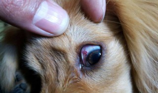 结核药对眼睛的副作用 药物负面影响