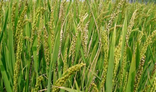 水稻齐穗打什么药 关于农作物生长的病虫防治