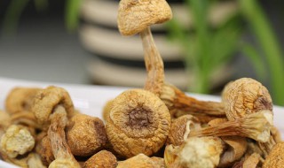 干蘑菇怎么吃 和它一起煮十分美味