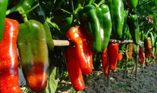 辣椒的种植方法和注意事项 专家告诉你这样做