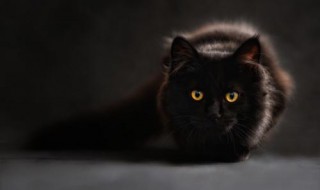 黑猫进家有什么预兆 梦见黑猫进家
