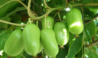 软枣猕猴桃一亩产多少 软枣猕猴桃是什么水果