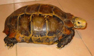 凹甲陆龟的寿命是多少 不推荐新手养