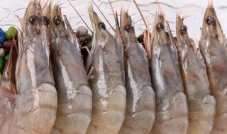 厄瓜多尔白虾的做法 你学会了吗