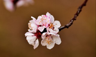 梅花像什么人 你都了解吗