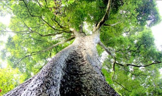 世界最大金丝楠木 你知道吗