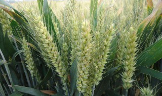 早熟小麦品种有哪些 今年应种这些品种
