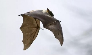 蝙蝠发出超声波遇到水会怎么样 蝙蝠的超声波遇水会被反射回来吗