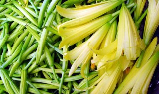 黄花菜种植技术 这样种出来的黄花菜最好吃
