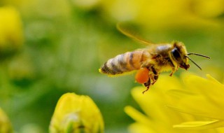 关于蜜蜂的作文 关于蜜蜂的作文范文