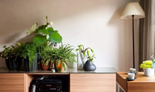 绿植放在客厅什么位置最好 不同绿植在客厅的摆放位置介绍