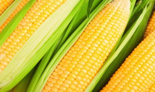 吃玉米的功效与作用 玉米的有什么功效与作用
