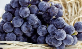 吃葡萄的功效与作用 葡萄的简介