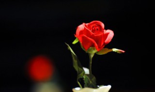 一支玫瑰花代表什么意思 一支玫瑰花的意思