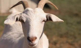 山羊膳味怎么处理 怎么样除去山羊肉的膻味？