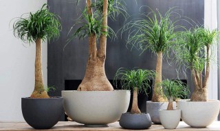 客厅种什么植物好 家里客厅可以种什么植物？