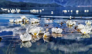 海菜花是什么 海菜花介绍