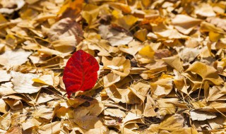 描写秋天的唯美句子 秋天是收获的季节