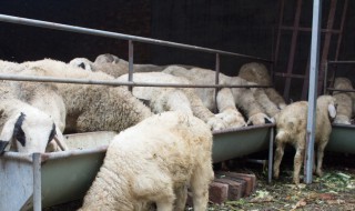 羊喂精料的方法 青贮饲料应该怎么喂