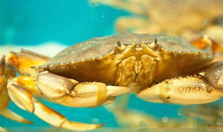 活螃蟹怎么保存才新鲜 保存螃蟹的妙招