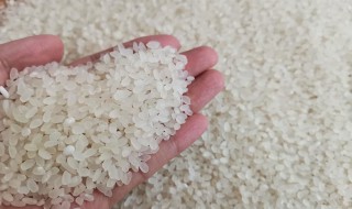 米怎么样保存才不生虫 米保存才不生虫方法介绍