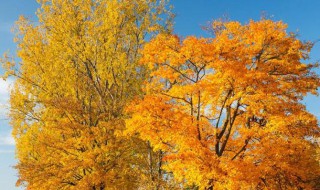 喜欢秋天的十个理由 喜欢秋天的理由有哪些