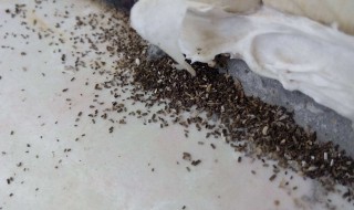 白蚁咬床怎么处理 有什么方法处理白蚁