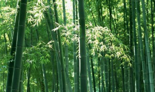 毛竹什么时候种植最好 几月份种竹子是最好的呢